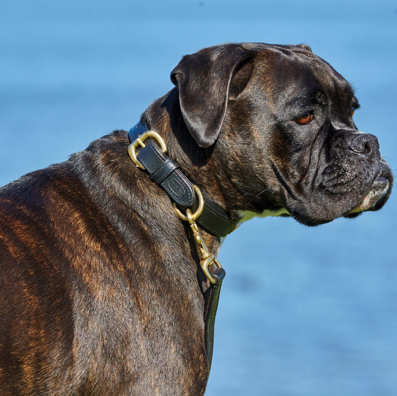 Weatherbeeta Padded Leather Dog Collar - Black-1